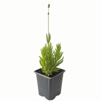 lavanda M9 270526 b